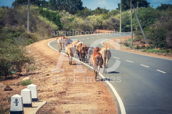 Cows row grazing on the road on the asphalt. Sri Lanka. - Angelo Cordeschi