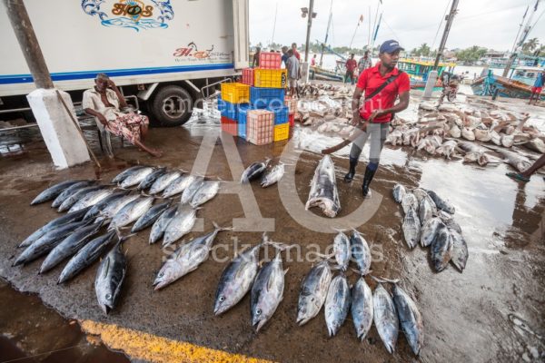 Fish Market In Negombo In Sri Lanka. Angelo Cordeschi