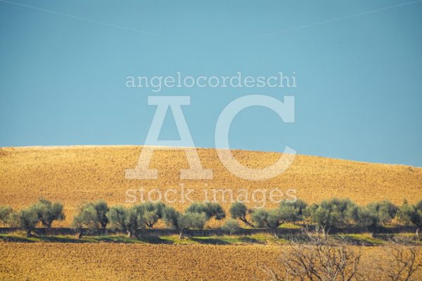 Hilly Landscape In Nature With Row Of Trees With Green Foliage A Angelo Cordeschi