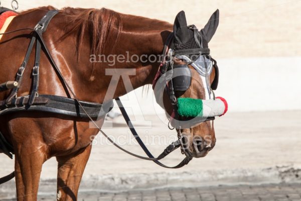 Horse. Portrait of a brown horse with bridle. Italian flag in hi - Angelo Cordeschi