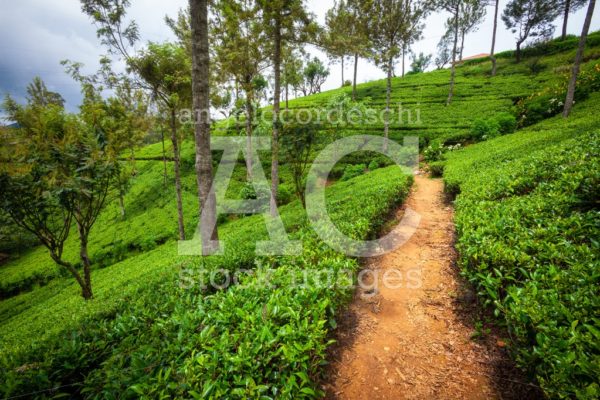 Path in the plantation of you. Hill with trees and vegetation. G - Angelo Cordeschi