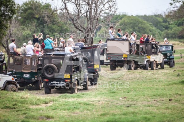 Row Of Trucks With Tourists On Top Visiting A Safari In Sri Lank Angelo Cordeschi