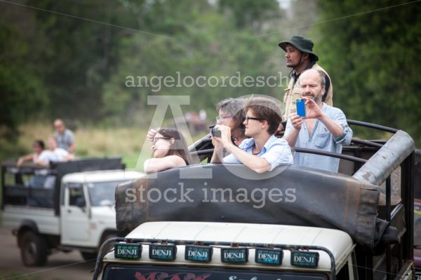 Row Of Trucks With Tourists On Top Visiting A Safari In Sri Lank Angelo Cordeschi