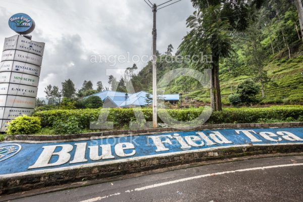 Tea factory near Nuwara Eliya in Sri Lanka. Tea cultivation. - Angelo Cordeschi