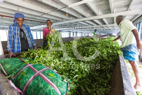 Tea factory with worker in action. Tea leaves. Sri Lanka. - Angelo Cordeschi