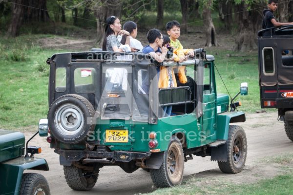 Truck With Tourists On Top Visiting A Safari In Sri Lanka. Eleph Angelo Cordeschi