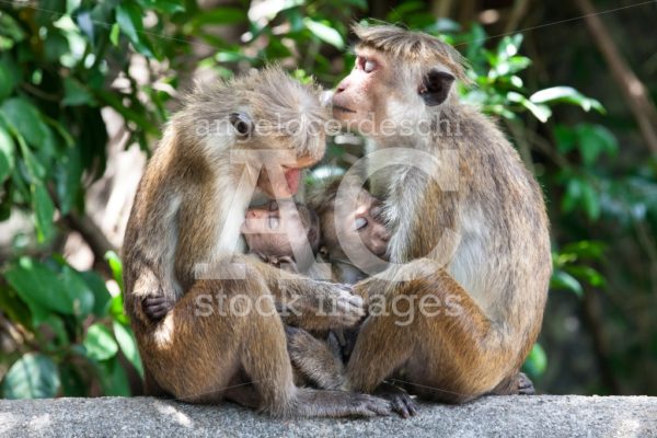 Two monkeys with their macaque cubs breastfeeding. Sri Lanka. - Angelo Cordeschi