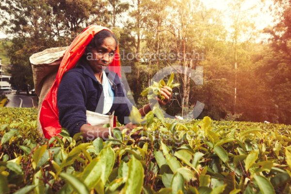 Woman worker in Sri Lankan tea plantation. Picking tea leaves in - Angelo Cordeschi